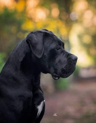BLACK JACK QUINTUS MOLENDINI
