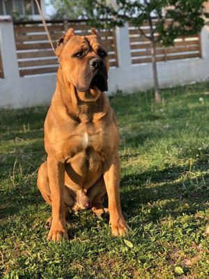 DROGO