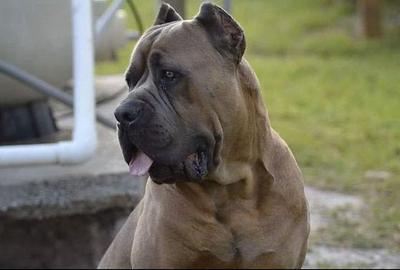 ONETIME CANE CORSO ARMOR