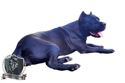 FAZENDA CANIS DAMA RAGUSA