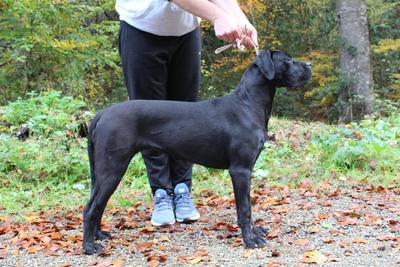 EBONY NOTCH OF ELGRANDEHAN CANE CORSO