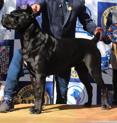 ANGUS DE DON AMARO - ARGENTINA