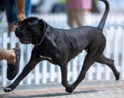 FABELLA KEVRE PROTTETORE DI CANI