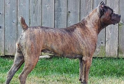 O-ROXANNE POROLISSUM CANE CORSO