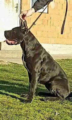 GIA PRIME CANE CORSO SARAJEVO