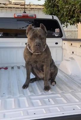 ZAMORA'S MOODY OF SOLTERO CANE CORSO