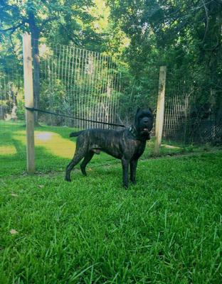 WALTON'S DARK VADER BRINDLE