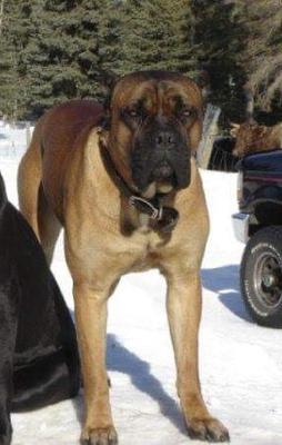 CANE CORSO WEST'S ARIES