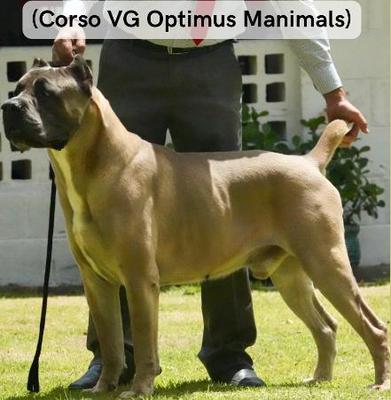 CORSO VG OPTIMUS MANIMALS