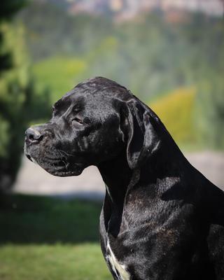 BLANCO AJENO HEMBRA DEL ESTANICO KENNEL