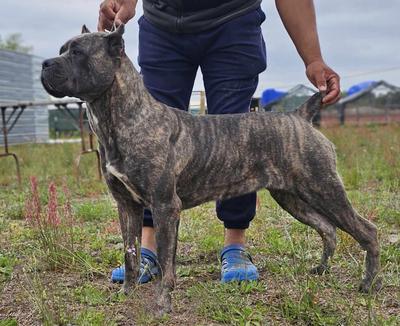 CANECORSO BESTBREED'S SKYE OF KAROLINA