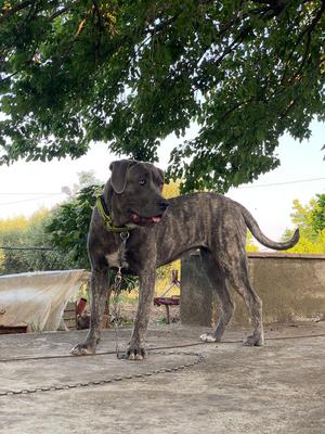 A. CASSIOPEA DELL'ANTICO CANE CORSO DI CASA MARZIALI