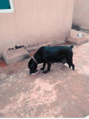 ASHANTI YOMEX KENNEL