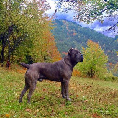 ALADIN TIGER SANGUE ANTICO CANE CORSO