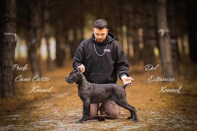 CERBERUS DEL ESTANCIO KENNEL