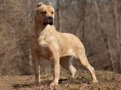 MAPLE CITY’S GOLDEN GIFT “NALA” OF AMERICANA