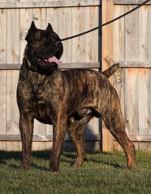 SCANDIFIO'S DRAGO "TANK" DI CURRIE FARMS