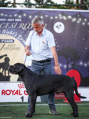 BATMAN NASKA CANE CORSO KENNEL