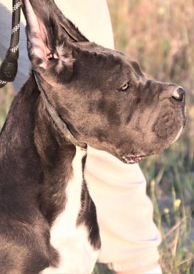 BLUE SIRIUS NASKA CANE CORSO KENNEL