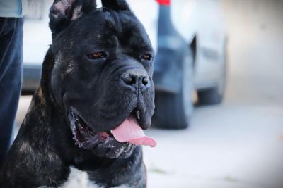 BY VELOCIRAPTOR NASKA CANE CORSO KENNEL