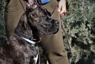 AMAZON NASKA CANE CORSO KENNEL