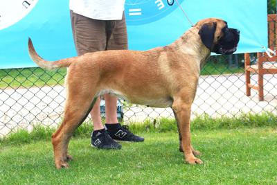 ANNA NASKA CANE CORSO KENNEL