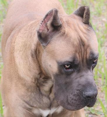 ARON NASKA CANE CORSO KENNEL