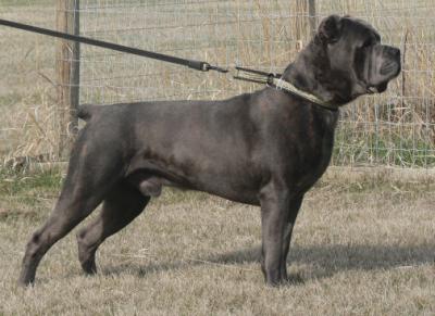 SENTINEL BLUECHIP (ROSCOE)