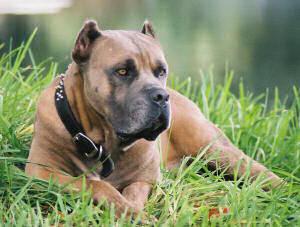 BOSS DEL ARES (ICCF: CARROLLWOOD'S BOSS)