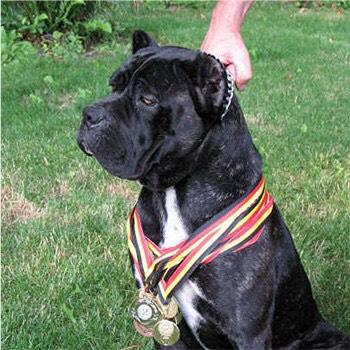 BARCELONA ABSOLUTE CANE CORSO