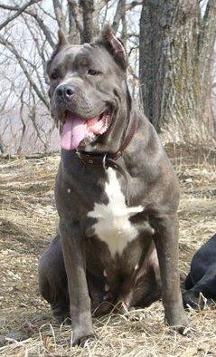 ZERRA