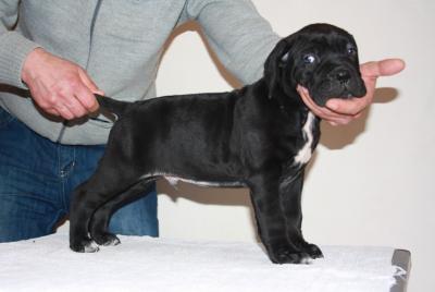 BODYGUARD LAND ELVIS