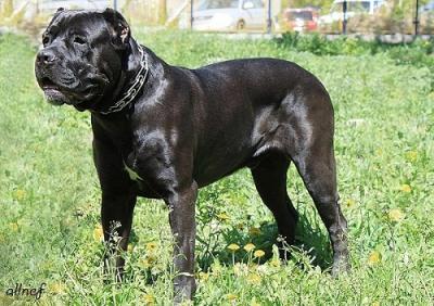 NIKOLYA COLOMBO DICORSO