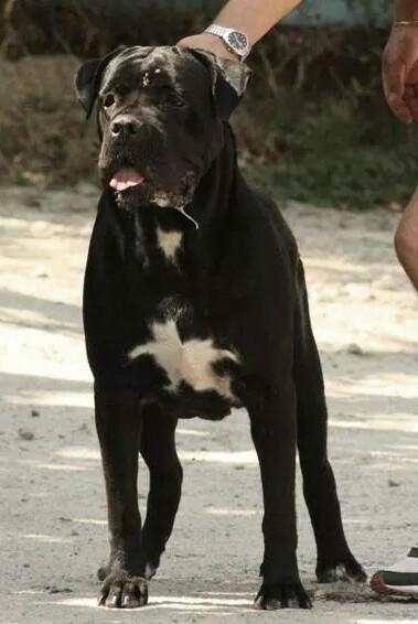 BODYGUARD LAND BELA