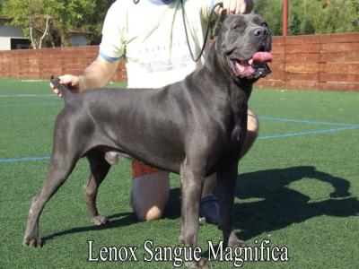 LENOX SANGUE MAGNIFICA