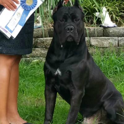 CAIUS POROLISSUM CANE CORSO