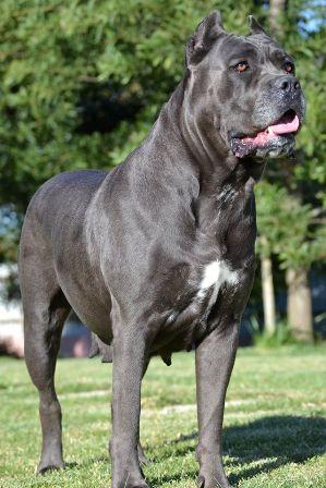 ROTHORM JY DREAM KLIZIA