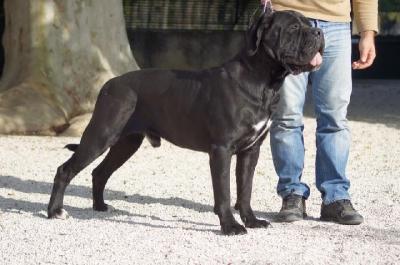 SAMSON BEL SPERANZA