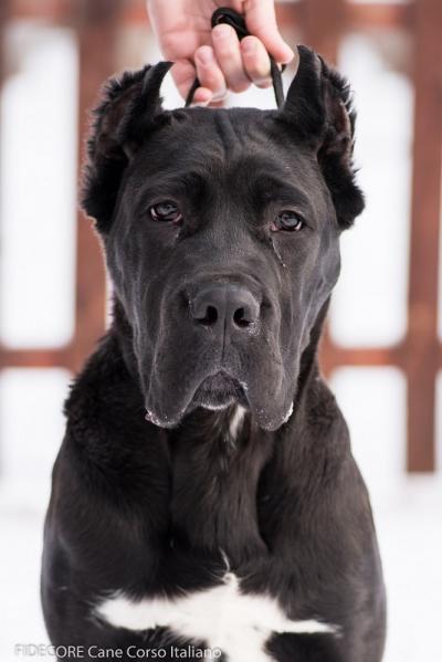 EMIR CANE D'ORO ITALIANO