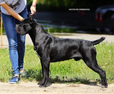 CANE CAVALCADO DISNEY