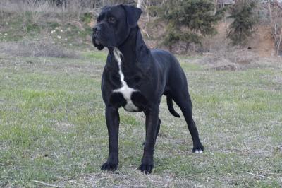 PASSIONE PER CANE CORSO NITRO