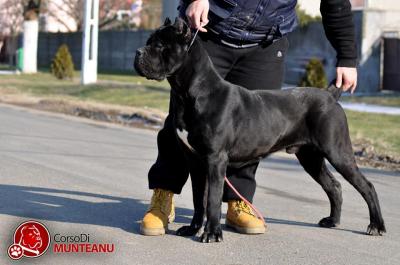 TANNO CORSO DI MUNTEANU