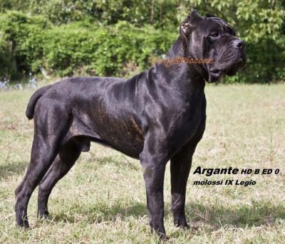 ARGANTE