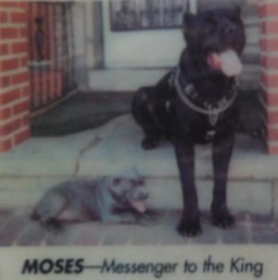 MOSES MESSENGER TO THE KING