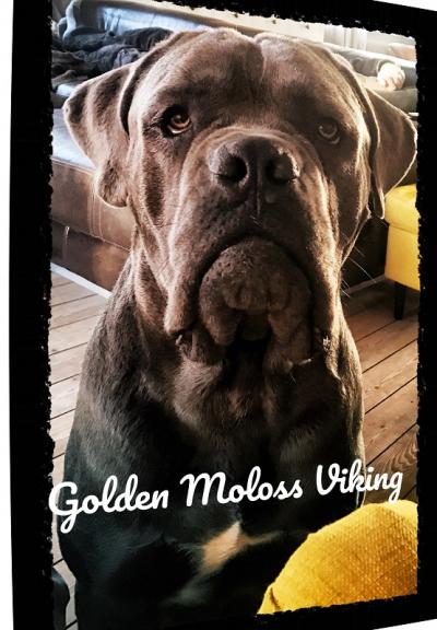 VIKING GOLDEN MOLOSS