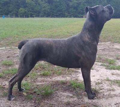 CANE CORSO PROJECT'S ANIMA