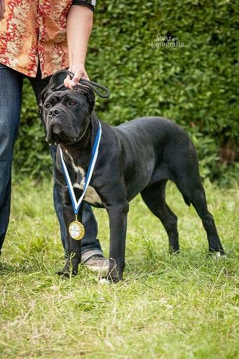 BRANDY FOR SOTTO CASTELLO SEMPRE CANE CORSO