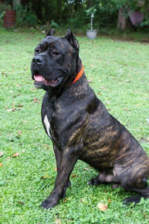 CANE CORSO PROJECT'S ASPIS