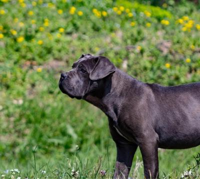 BAGHEERA DEL LEONE ITALIANO