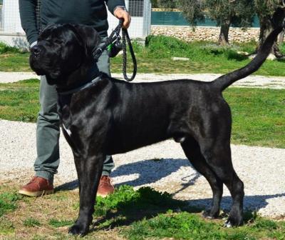 NERONE DELL'ANTICA BORGATA